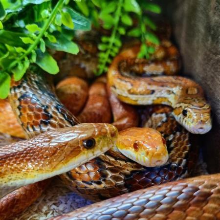 Image 6 of OMG Beautiful Female Corn Snakes