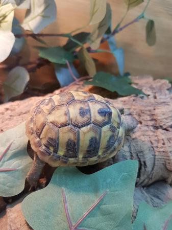 Image 1 of baby Hermanns tortoise at animaltastic