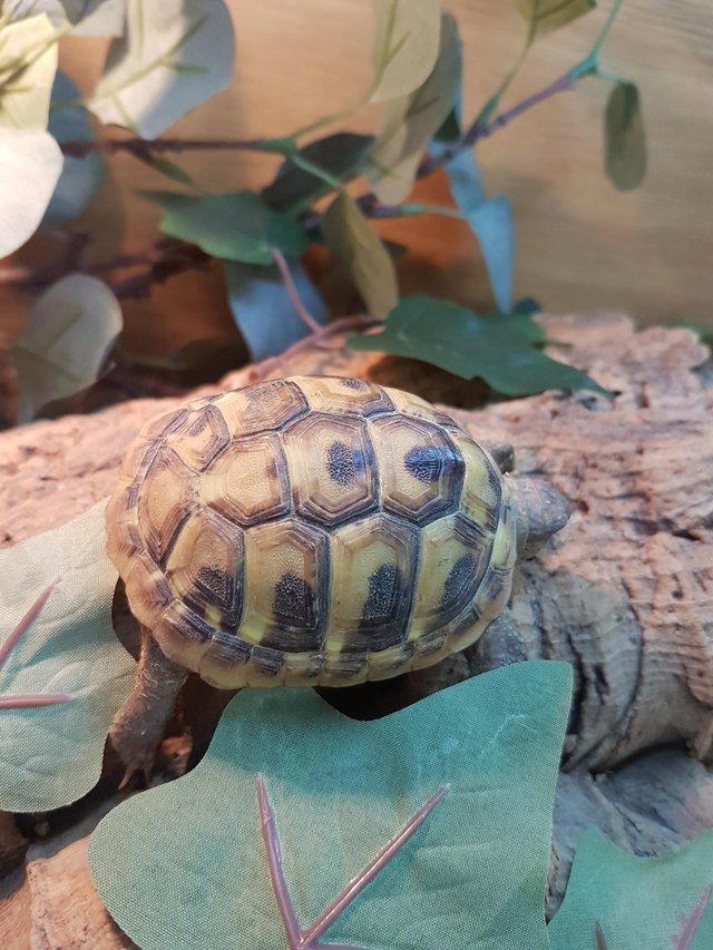Preview of the first image of baby Hermanns tortoise at animaltastic.