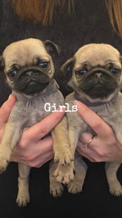 Image 2 of KC Registered Pug Puppies