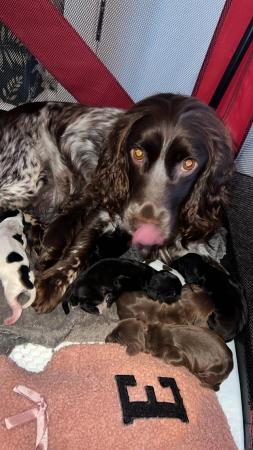 Image 8 of Cocker spaniel puppies ready on 24th may