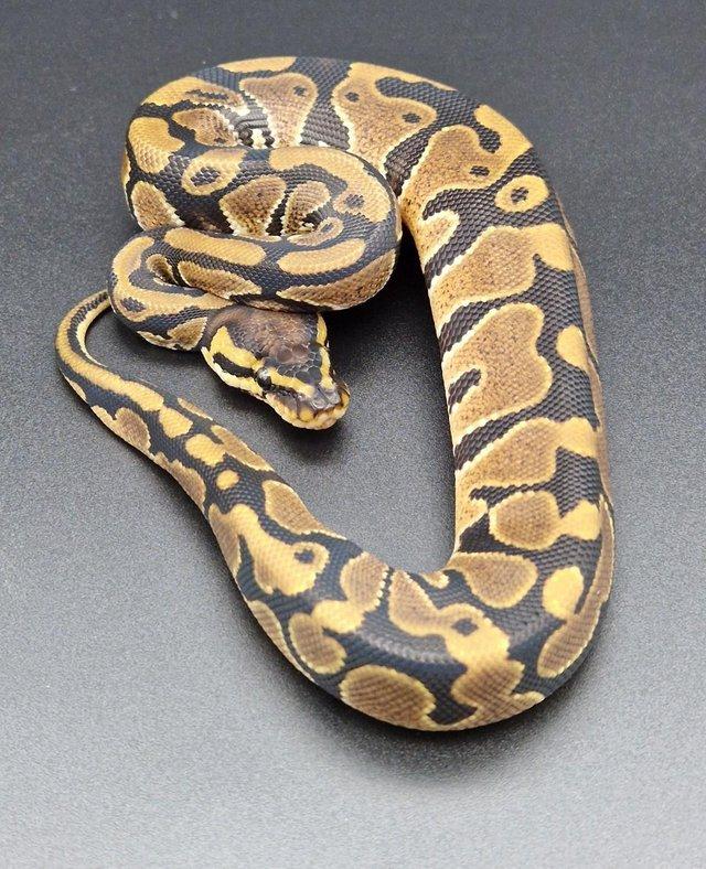 Preview of the first image of Double Het Clown Pied Male Royal / Ball Python 230105.