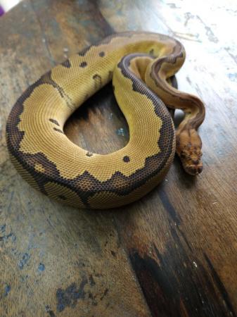 Image 5 of Red Stripe Clown 1.0 Male Ball Python
