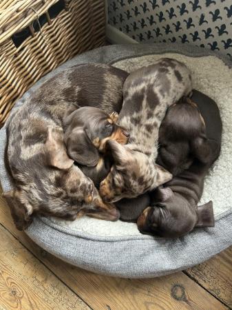 Image 3 of Beautiful KC reg miniature dachshund puppies for sale