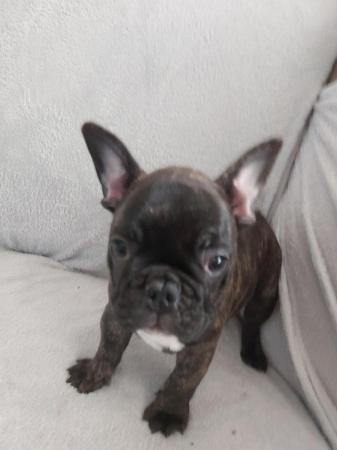 Image 9 of French Bulldog Puppies for sale