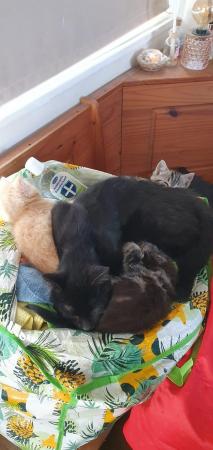 Image 7 of Kittens ready to find their loving homes