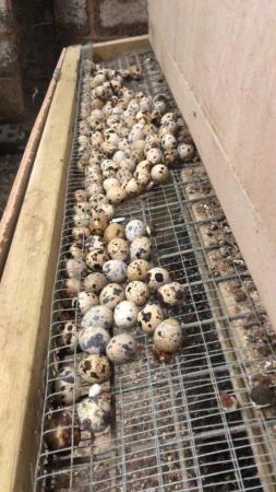 Image 1 of Point of lay quail for sale, hatching eggs and chicks !