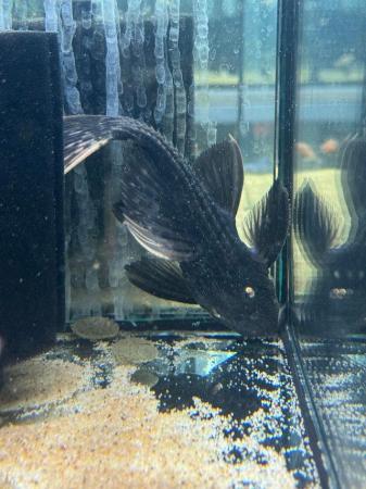 Image 2 of L25 Pleco unsexed Rare to see in the hobby.