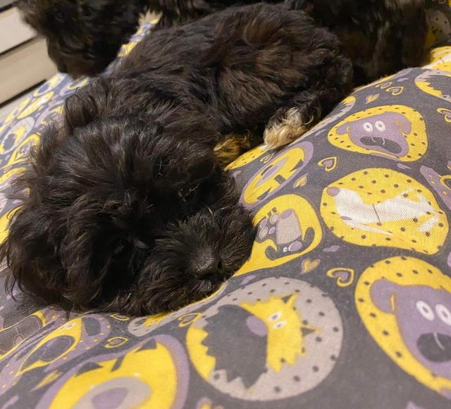Preview of the first image of 2LEFT!!!!ebony black cavapoo puppies.