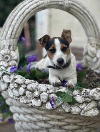 Image 2 of Traditional miniature short legged jackrussel pups