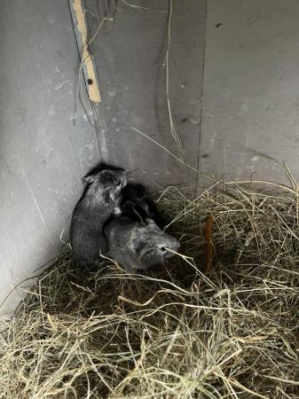 Image 3 of Guinea pig babies, one boy and one girl