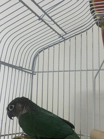 Image 5 of DNA tested male conure for sale