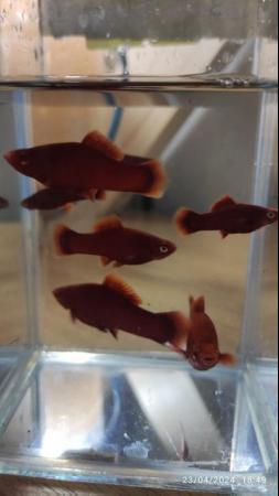 Image 4 of super red swordtails and electric blue akaras