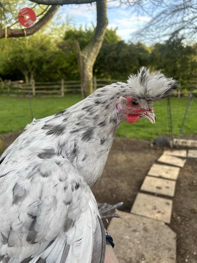 Preview of the first image of Appenzeller Spitzhauban pol hen beautiful splash girl.