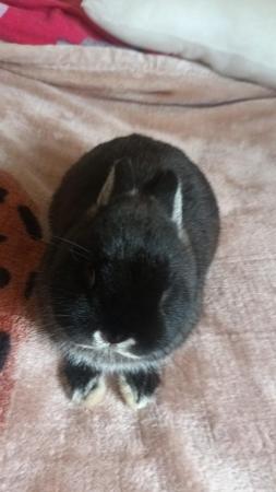 Image 3 of 2 year old male Netherland Dwarf rabbit