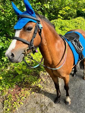 Image 1 of 10-13hh Lead Rein, Ridden Mare, Projects, Pets, Cobs, Welsh.