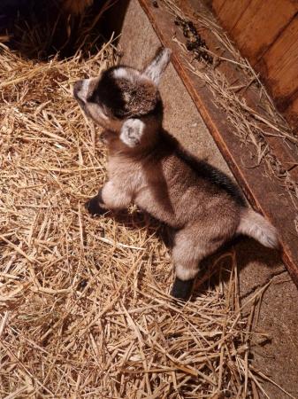Image 3 of Female and wether Pygmygoat kids for sale