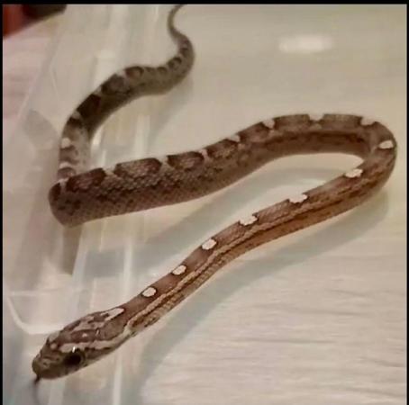 Image 2 of Corn Snakes only few left 10 months old