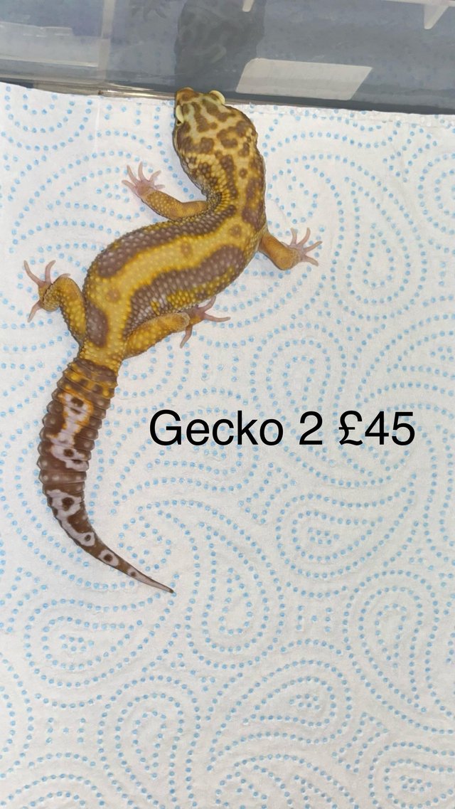 Preview of the first image of 4 male leopard geckos for sale.