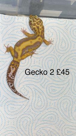 Image 1 of 4 male leopard geckos for sale