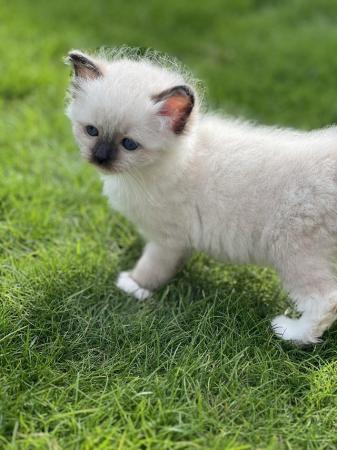 Image 5 of Stunning seal mitted beautiful girl big blue eyes