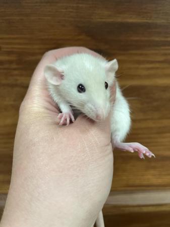 Image 1 of Six 8 Week Old Female Baby Rats Ready For New Homes