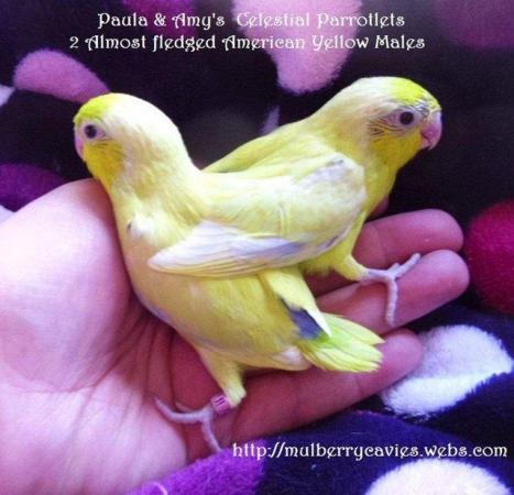 Image 23 of Celestial Parrotlet, pacific parrotlets