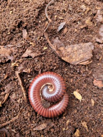 Image 3 of One  pink footed and on african  giant millipedes