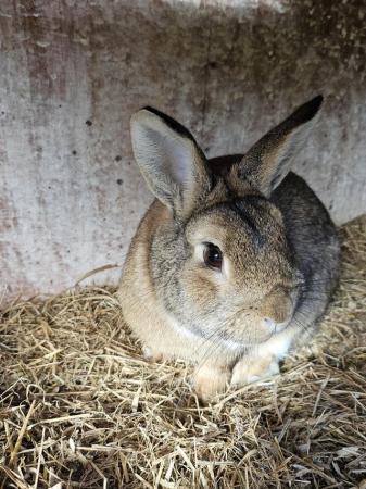 Image 6 of 2 year old male rabbits for sale