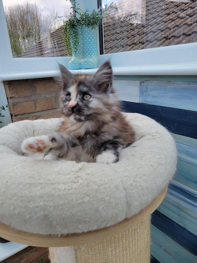 Preview of the first image of Maine coon kitten full pedigree..