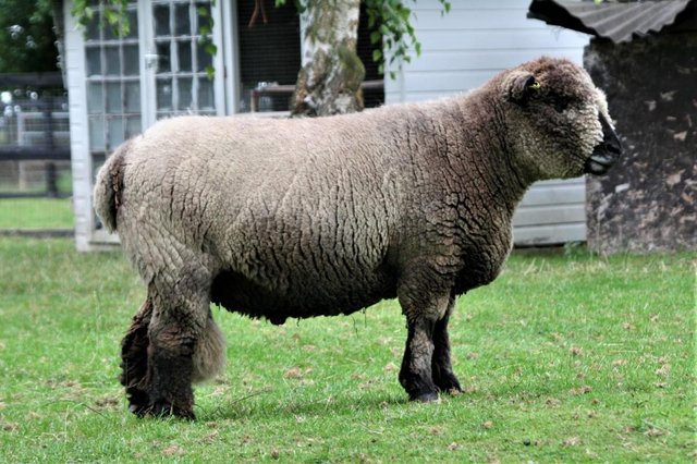 Preview of the first image of Pedigree Coloured Ryeland Ram.