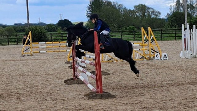 Image 3 of 9 year old 13.1hh gelding who loves a job to do!