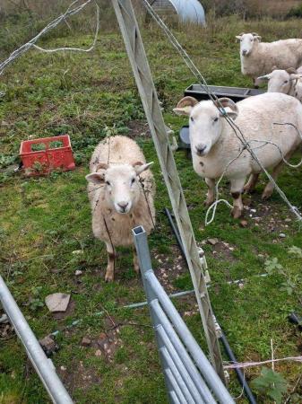 Image 3 of WiltshireShetland Yearling Ewes  No Shear Bramble eaters