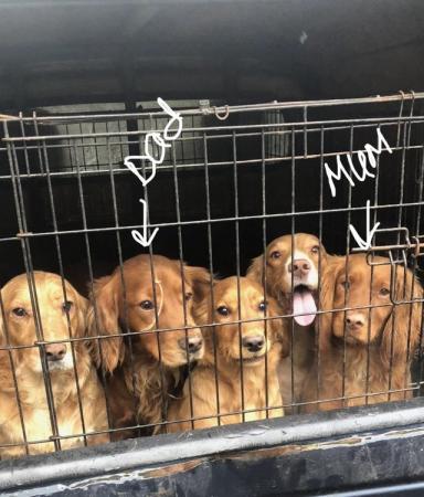 Image 3 of COCKER SPANIEL PUPPIES FOR SALE