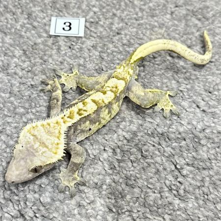 Image 5 of CRESTED GECKOS FOR SALE! MALE & FEMALE MORPHS AVAILABLE