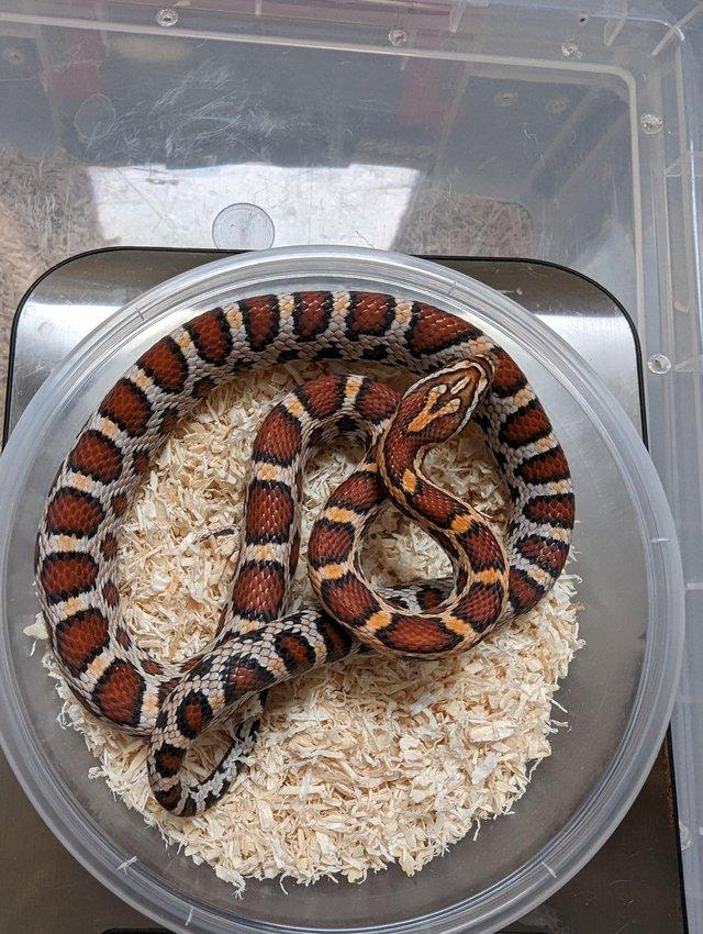 Preview of the first image of 2023 corn snakes for sale.