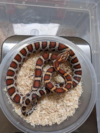 Image 1 of 2023 corn snakes for sale