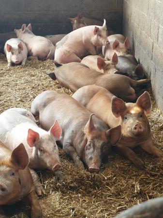 Image 1 of Ready now - various pigs