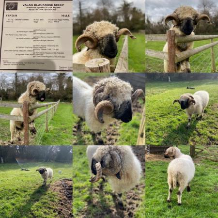 Image 2 of Valais Blacknose Entire Ram for sale