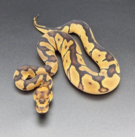 Image 6 of Clown Probable Red Stripe Female Ball Python 220502