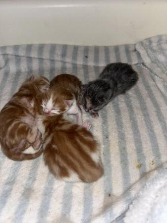 Image 3 of Boys kittens for sale gingers
