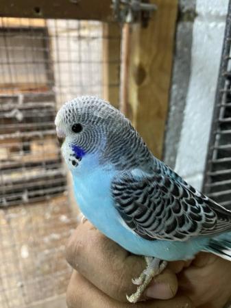 Image 1 of Baby and Young Budgies For Sale