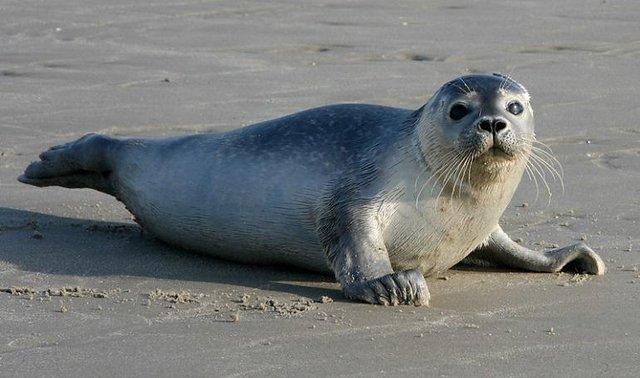 Preview of the first image of BOOK to see the seals at Donna Nook, Louth,Lincolnshire.
