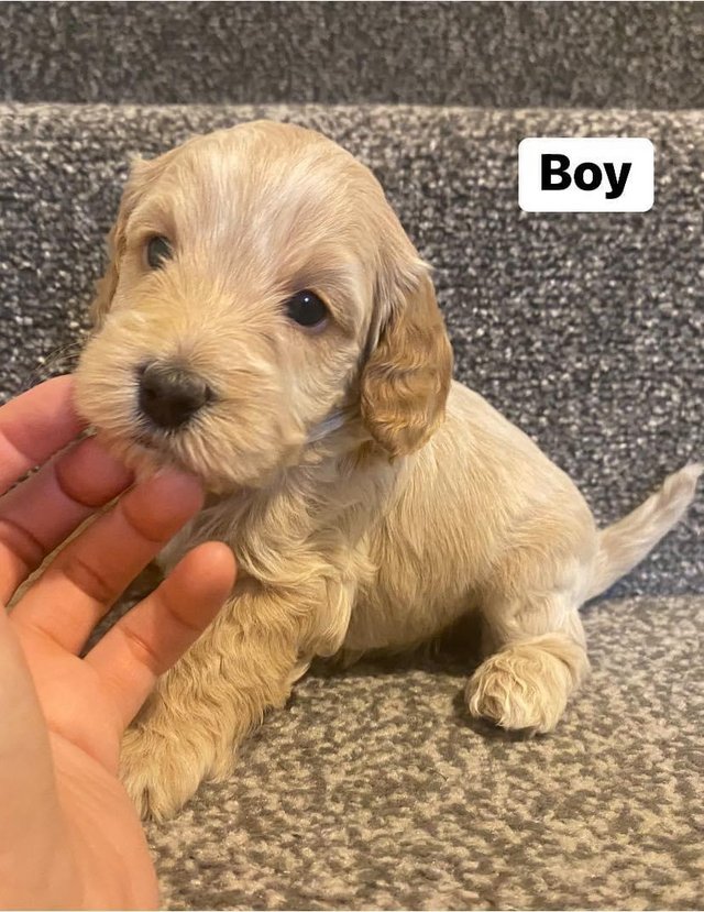 Preview of the first image of Cockapoo - 1st & 2nd jabs included.