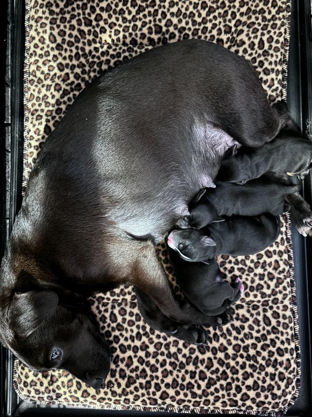 Preview of the first image of 3 Beautiful Cockerdale Puppies.