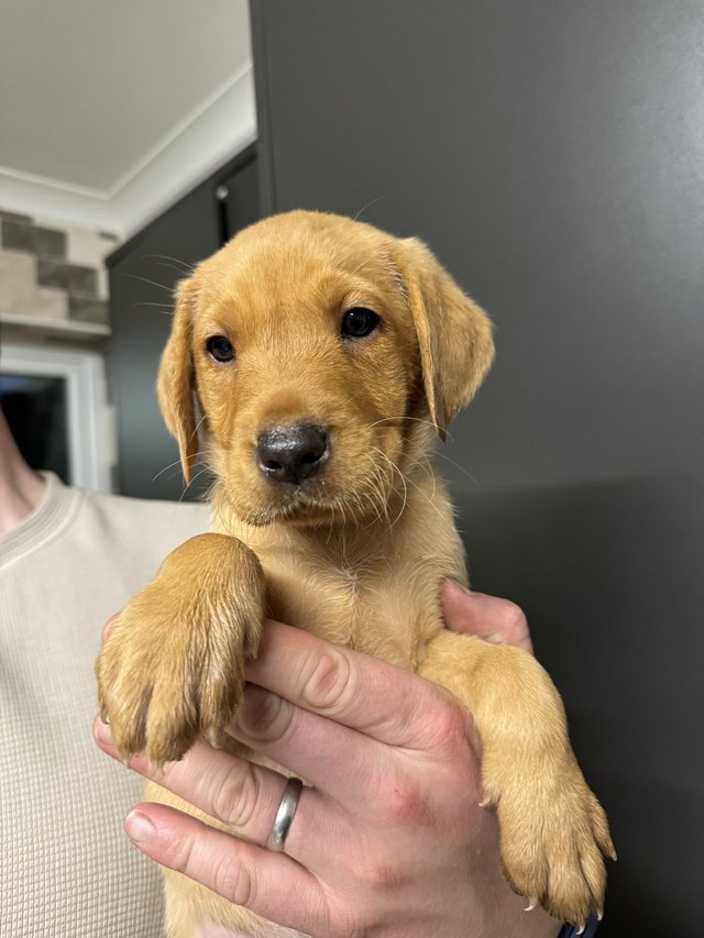 Preview of the first image of Last bitch left fox red Labrador puppy for sale.