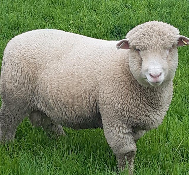 Preview of the first image of Strong polled dorset ram lambs.