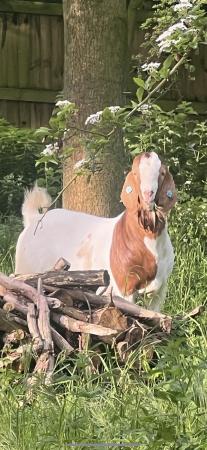 Image 5 of Full Blood Boer Goats BUCKS for sale