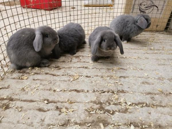 Image 1 of Baby mini lops 2 for £100