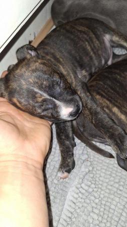 Image 4 of Gorgeous microchiped and vaccined pups staffie All SOLD